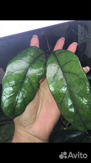 Хойи укорененные и на срез, большой выбор