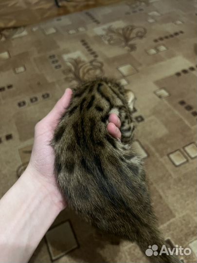 Бенгальские котята