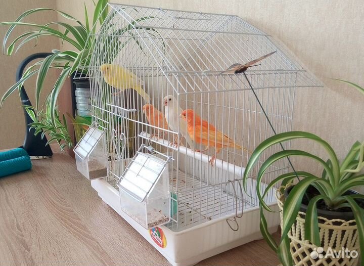 Кенара и канарейки