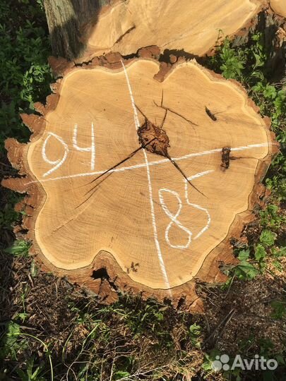 Спилы акации и дуба 1,10 диаметр