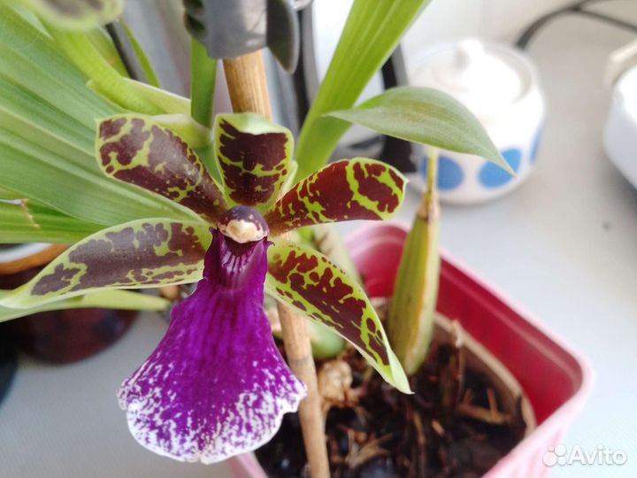 Орхидея