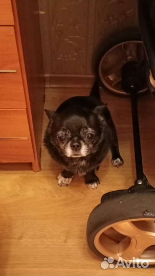 Чихуахуа ищет дом