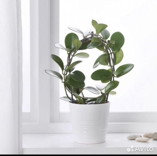 Hoya хойя икеа