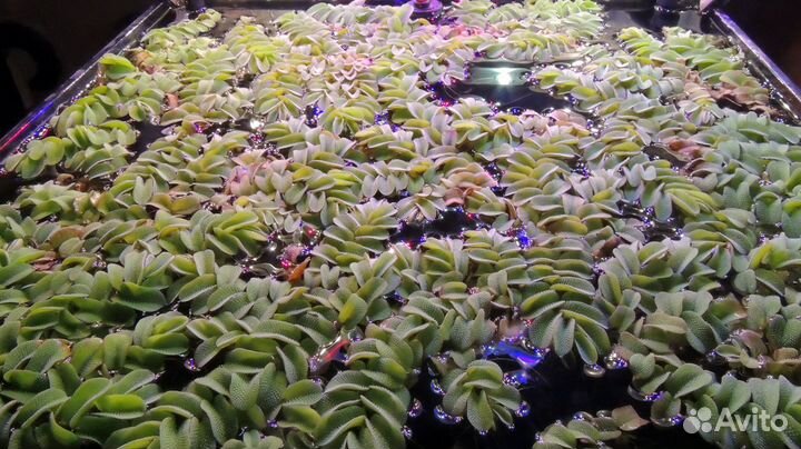 Растения для аквариума, палюдариума и пруда