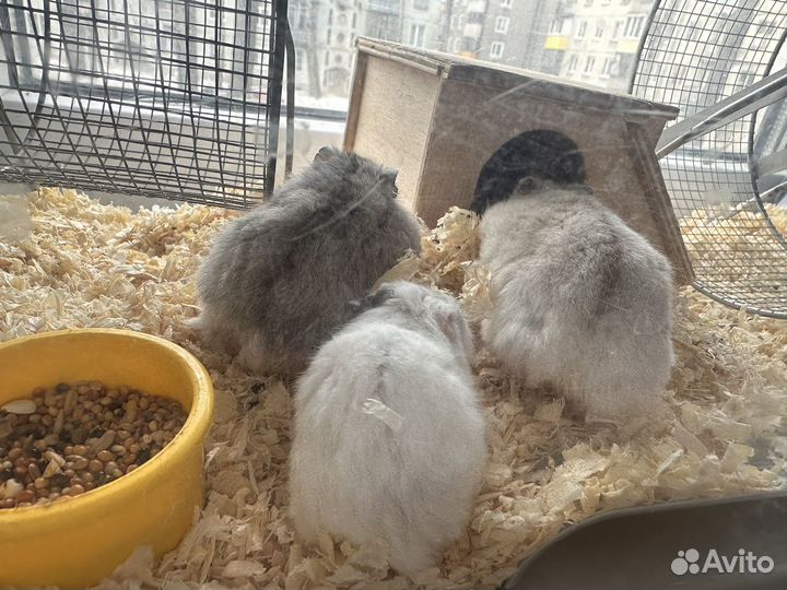 Клетка дюна savic с хомяками