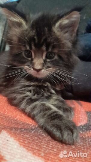 Котята мейн-кун с документами