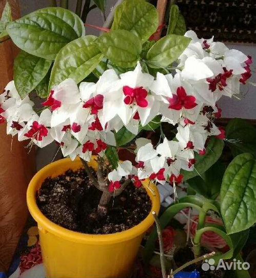 Клеродендрум Томпсона