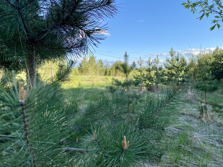 Участок 14,5 сот. (ИЖС)