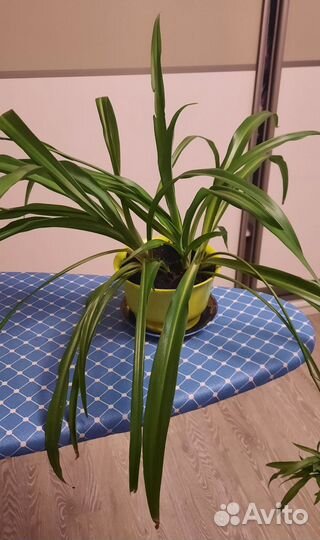 Хлорофитум