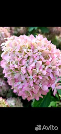 Гартензия метельчатая Pixio