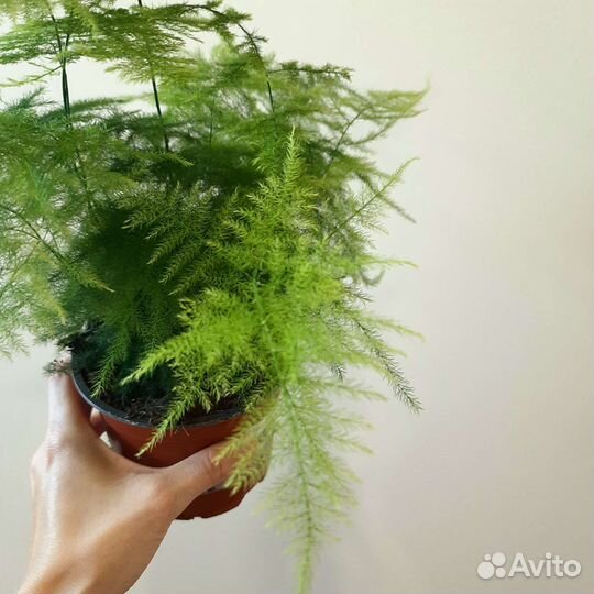 Аспарагус Сетацеус