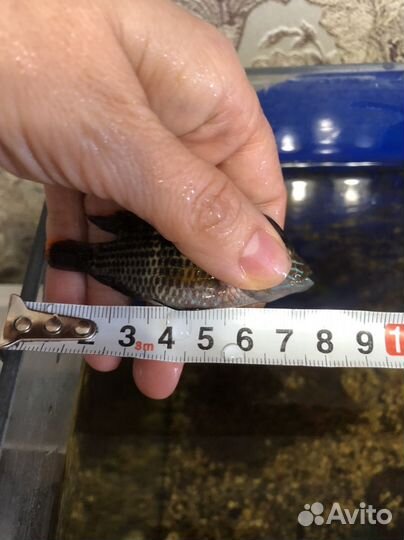 Акара бирюзовая