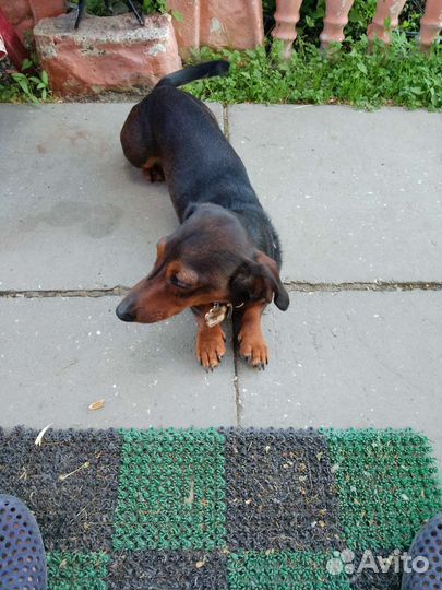 Кроличья такса вязка