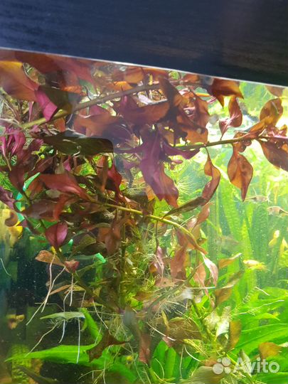 Для аквариума