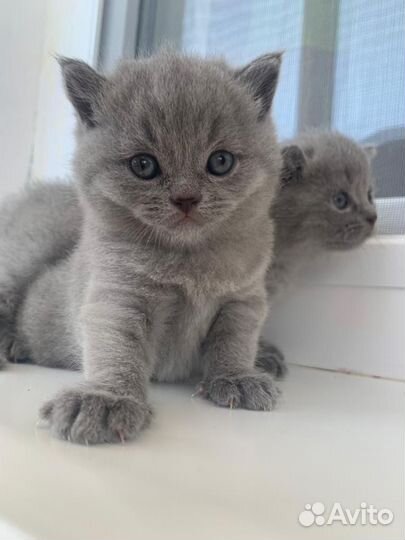 Британские котята