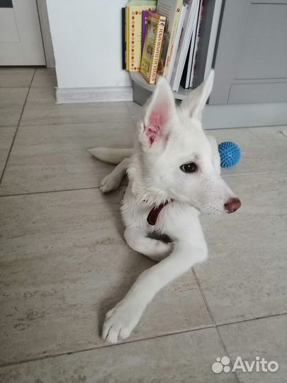 Щенок девочка в добрые руки бесплатно