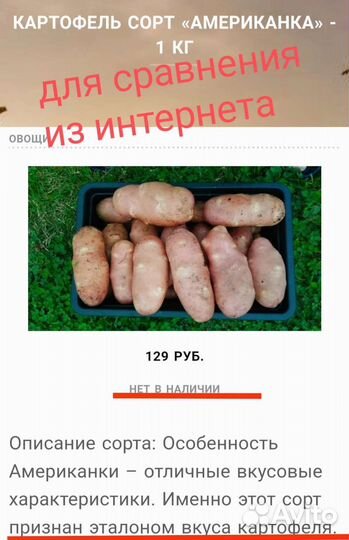 Картофель Американка на семена (цена за кг)