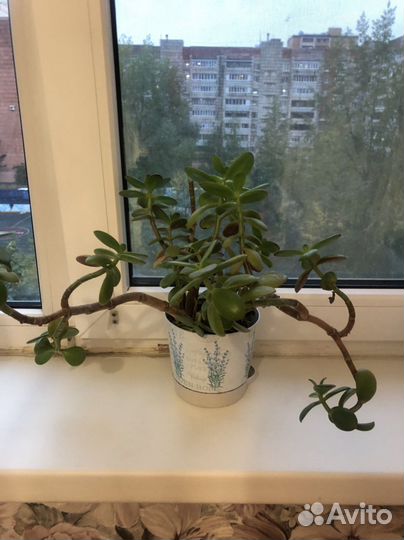 Толстянка (денежное дерево)