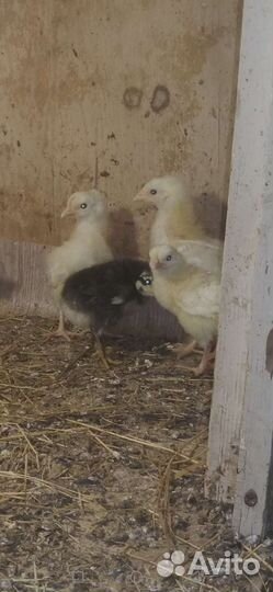 Цыплята подрощенные