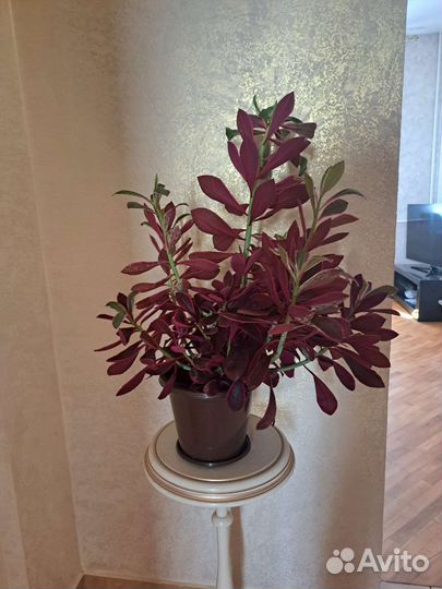 Комнатные растения