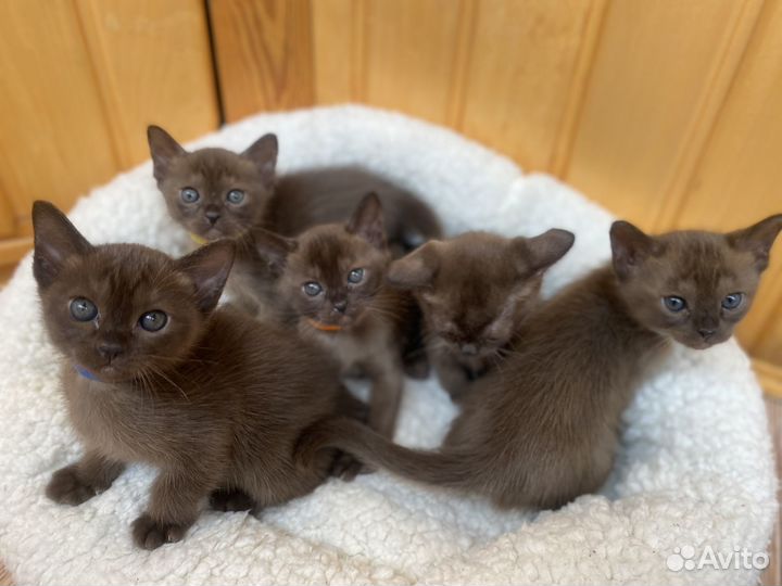 Котята бурмы