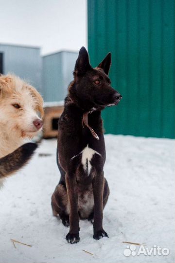 Собака Грета