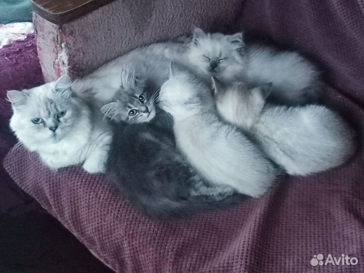 SOS Отдаю котят