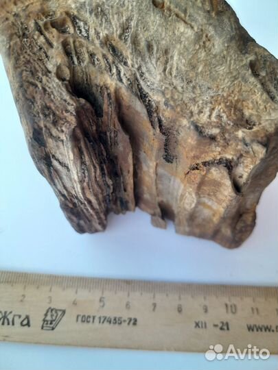Окаменелое дерево