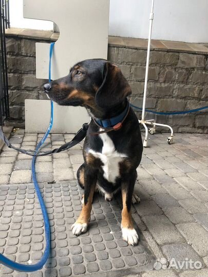 Собака бесплатно