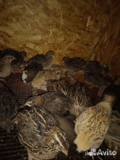 Перепела продажа