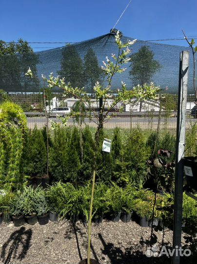 Ива хакуро нишики на штамбе/кустом