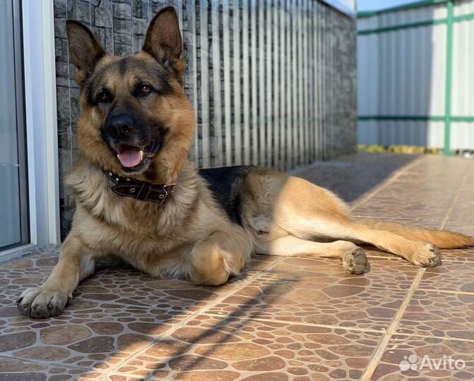 Вязка собак