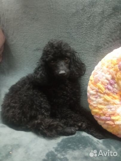 Вязка той пуделя знакомимся Аргентум