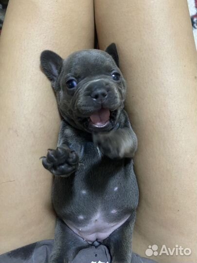 Французики