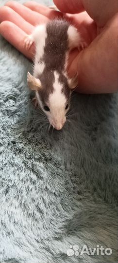 Крыса хаски