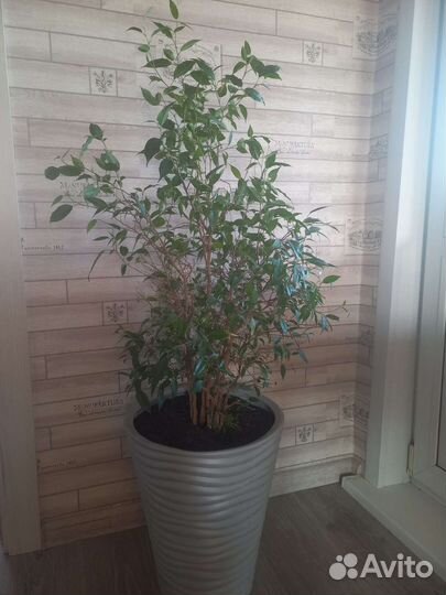 Фикус бенджамина