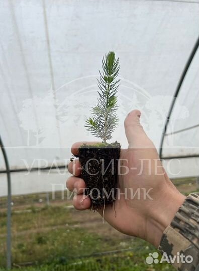 Голубая ель зкс сеянцы