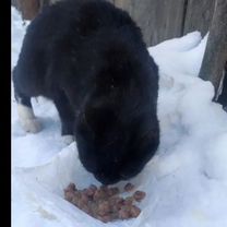 Взрослая кошка в добрые руки