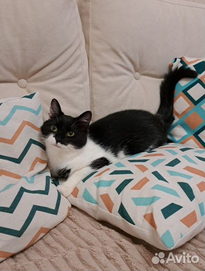 Ласковая молодая кошка в добрые руки