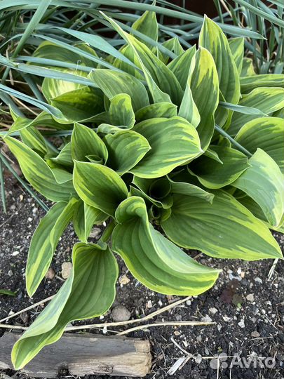 Хоста растение