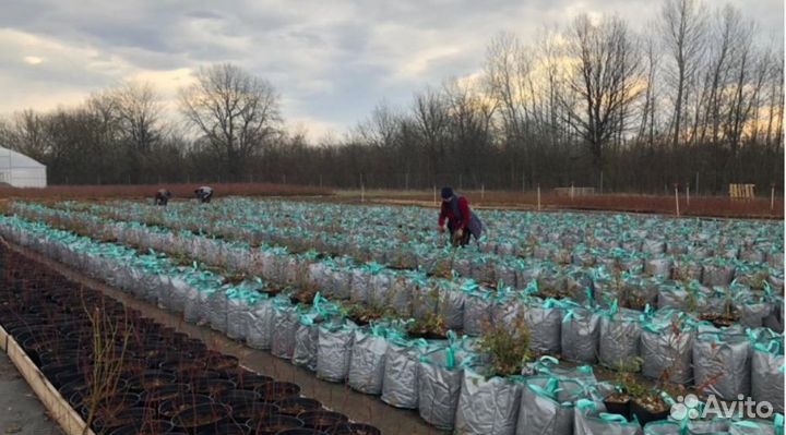 Сумка для растений