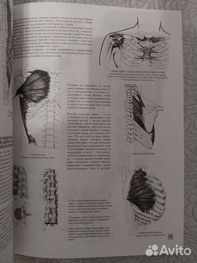 Книга Анатомия для художников