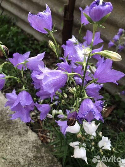 Колокольчик крупный