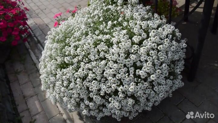 Агрирантенум, алиссум, гвоздика