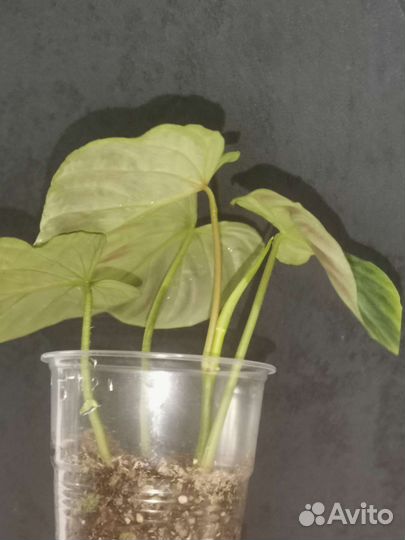 Филодендрон веррукозум бородавчатый