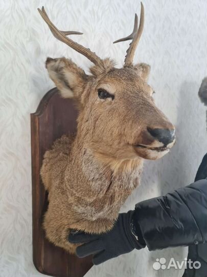 Чучело головы оленя