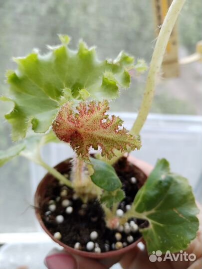 Бегония воротничковая