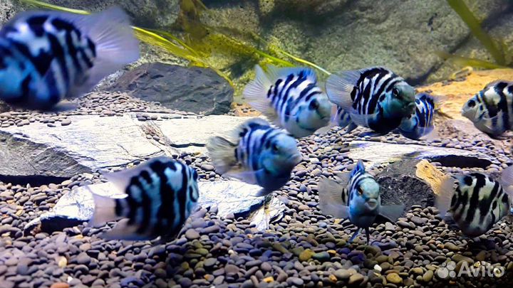 Попугай Голубая Панда (Сапфировый)