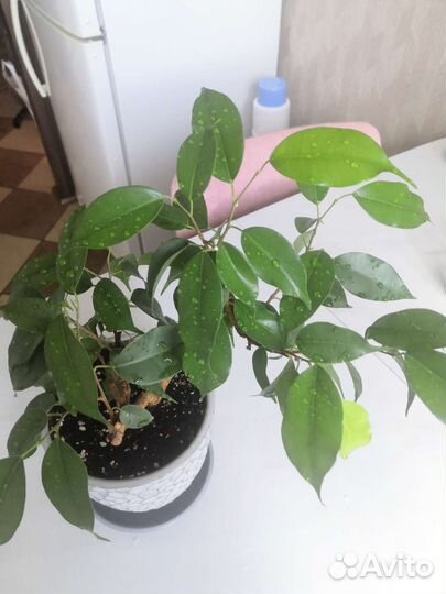 Фикус бенджамина