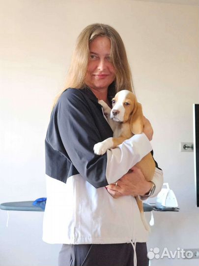 Щенки бигель